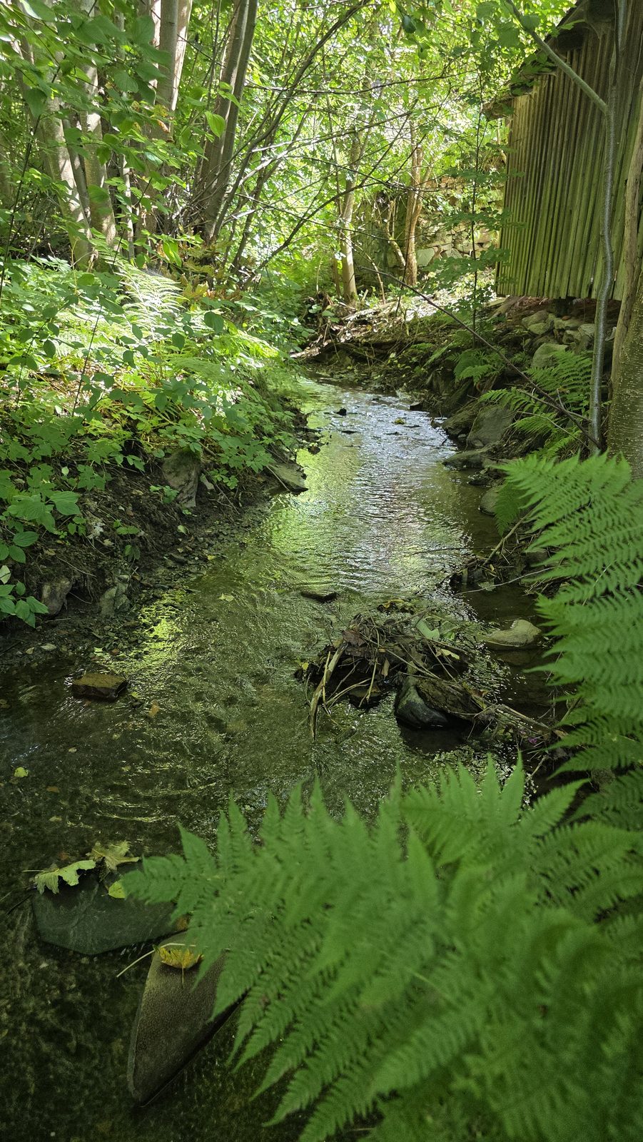 Bachlauf hochkant
