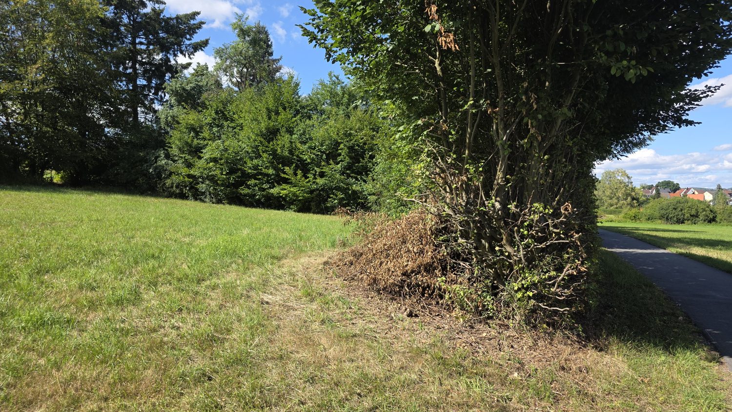 Blick über die Wiese, rechts ein alter Baum
