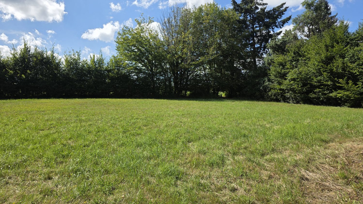 Die offene Wiese mit Hecke im Hintergrund