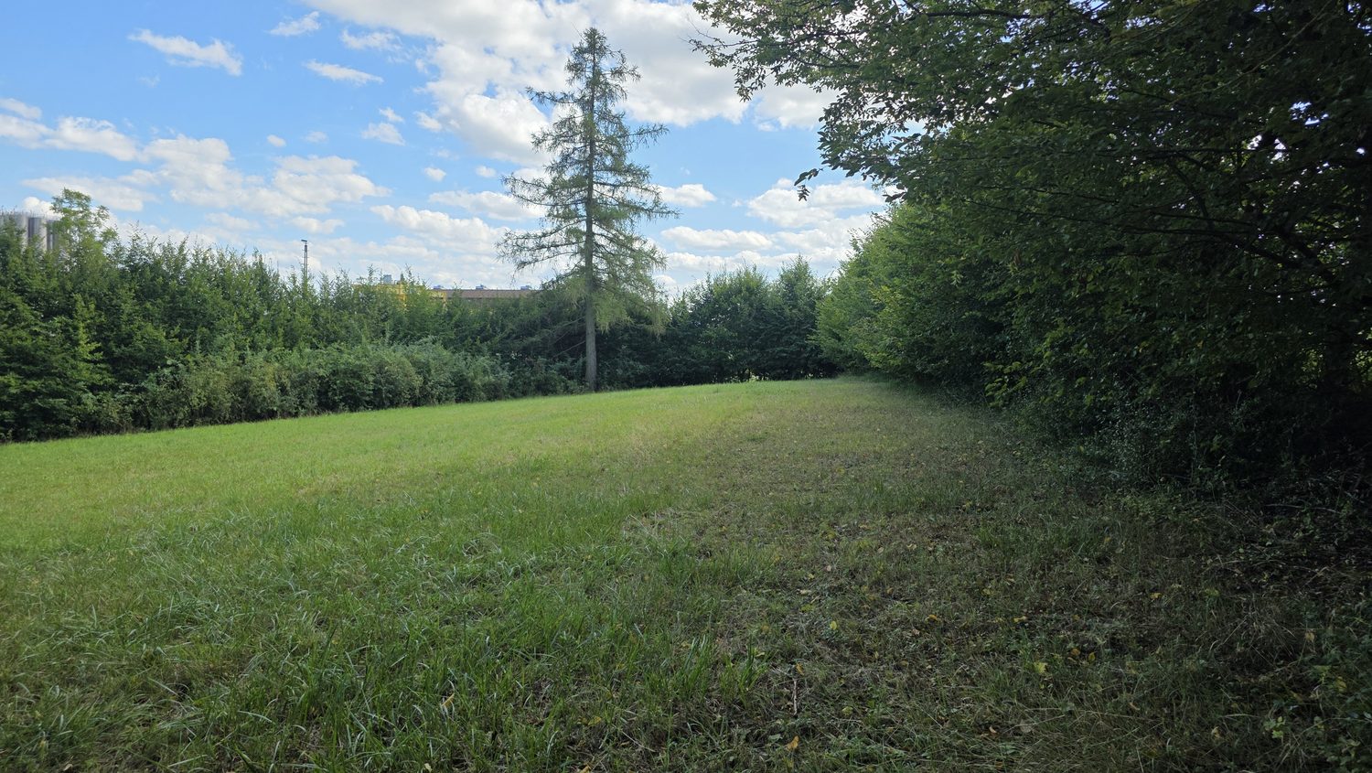 Die Fläche entlang der Hecke