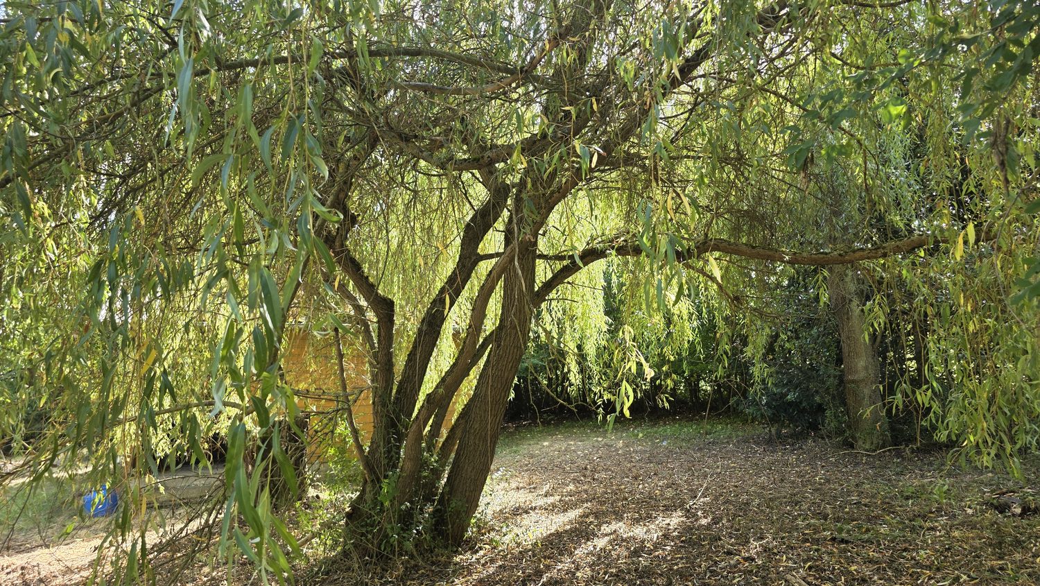 Alte Weide auf der Fläche