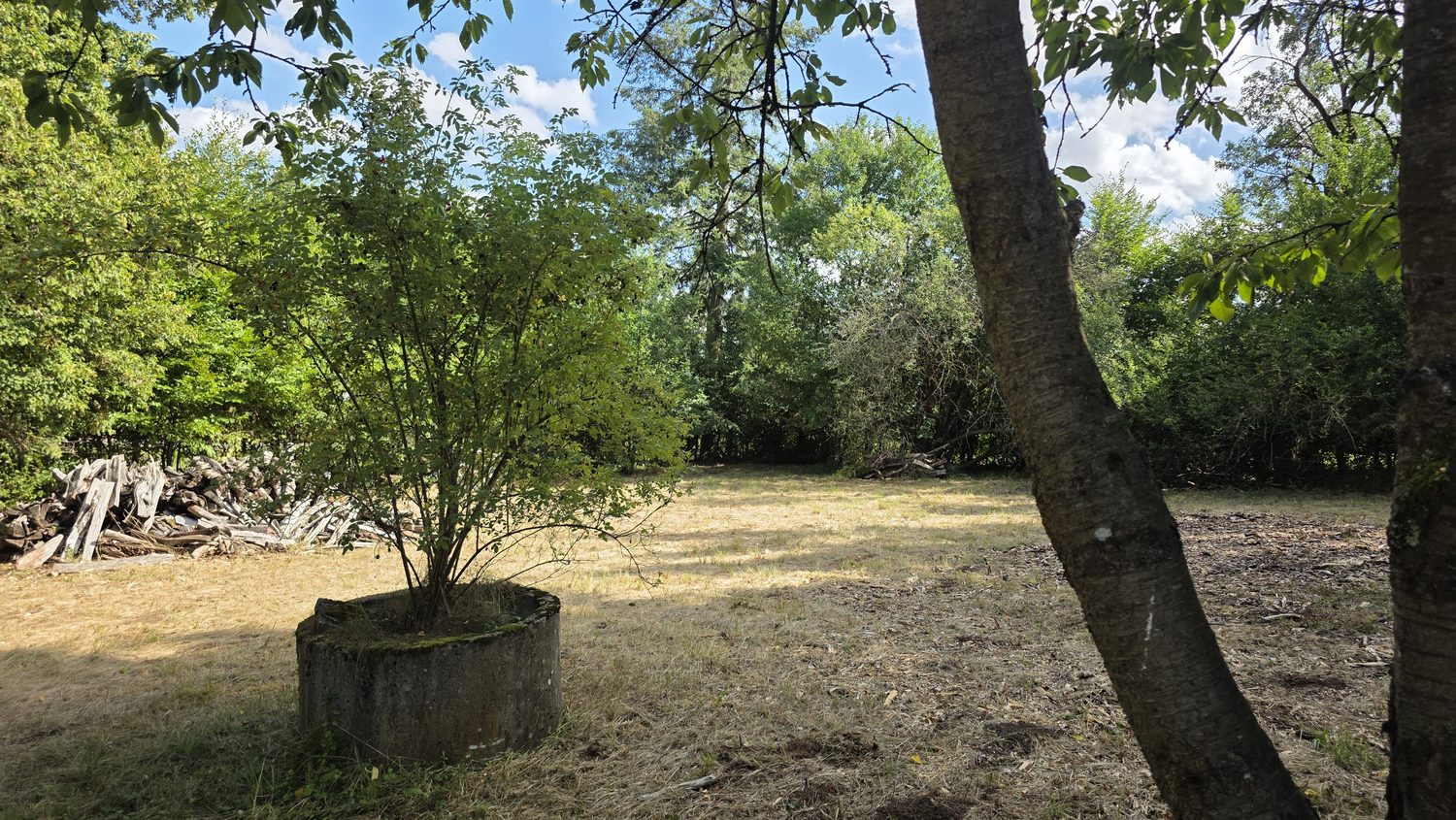 Freie Stelle im Baumbestand