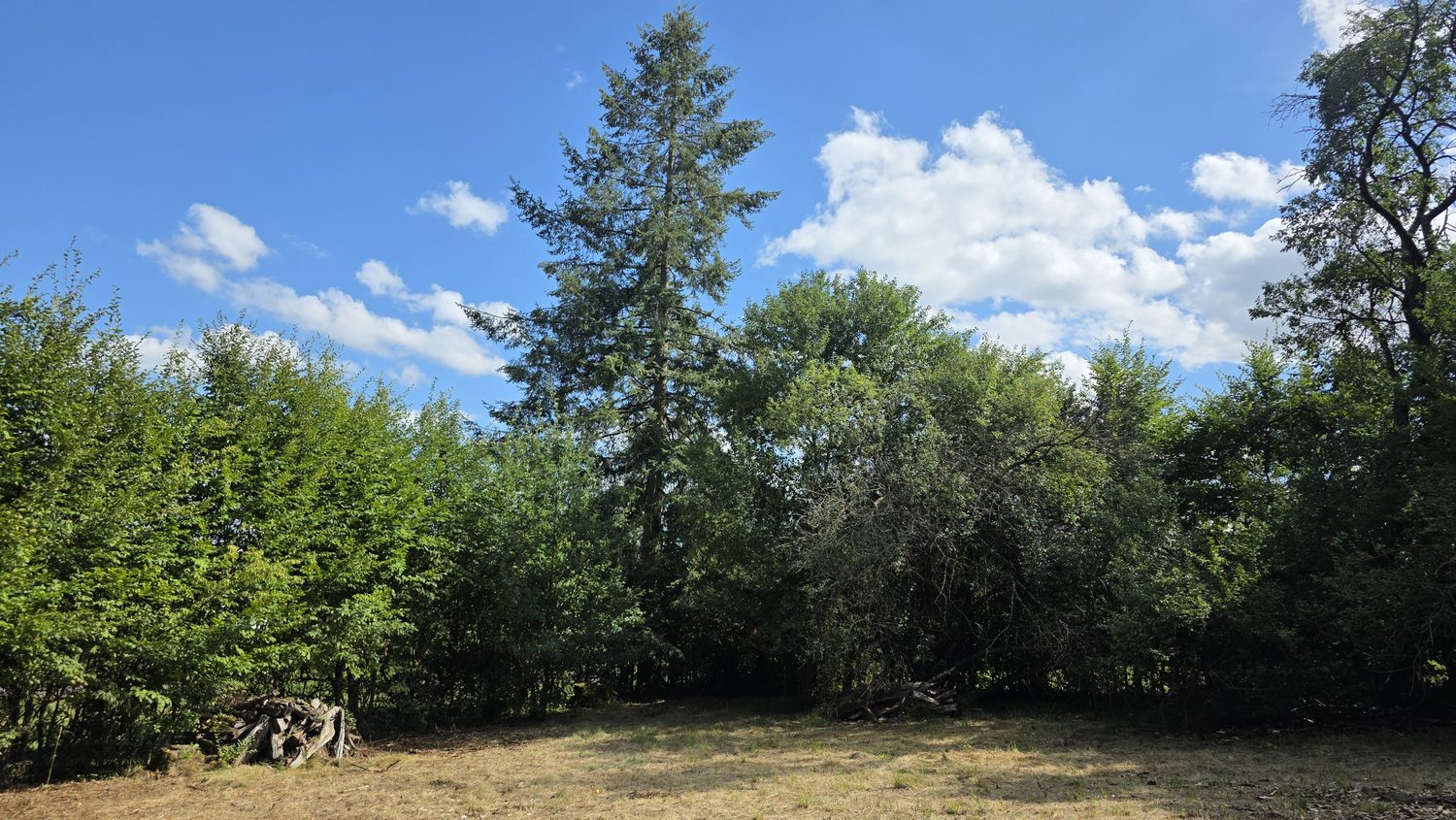 Große Fichte vor der Hecke