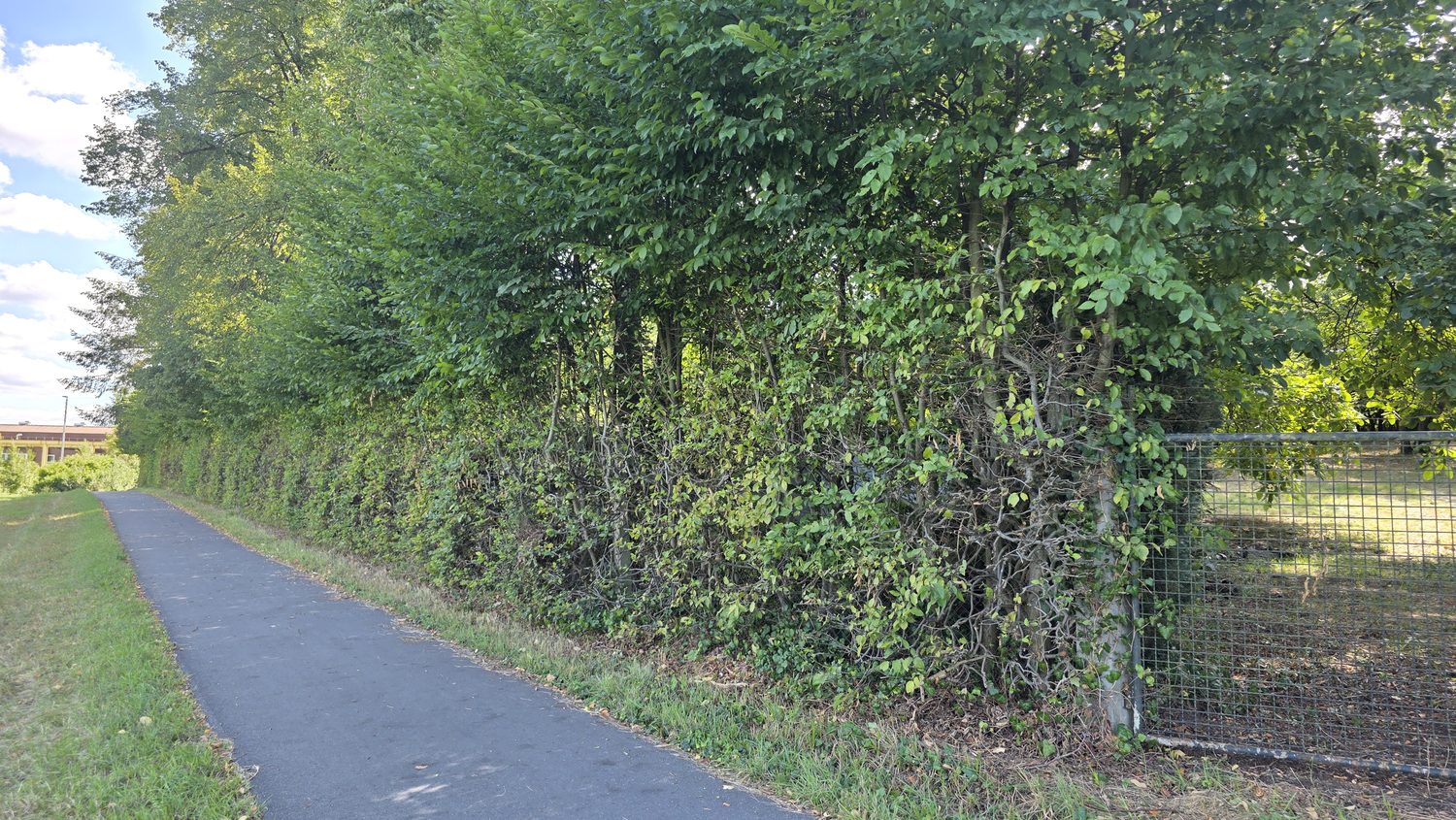 Radweg entlang der Hecke