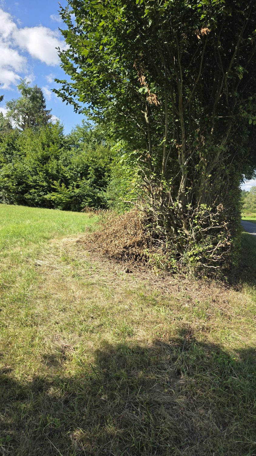 Wiese mit altem Baum am Rand, hochkant