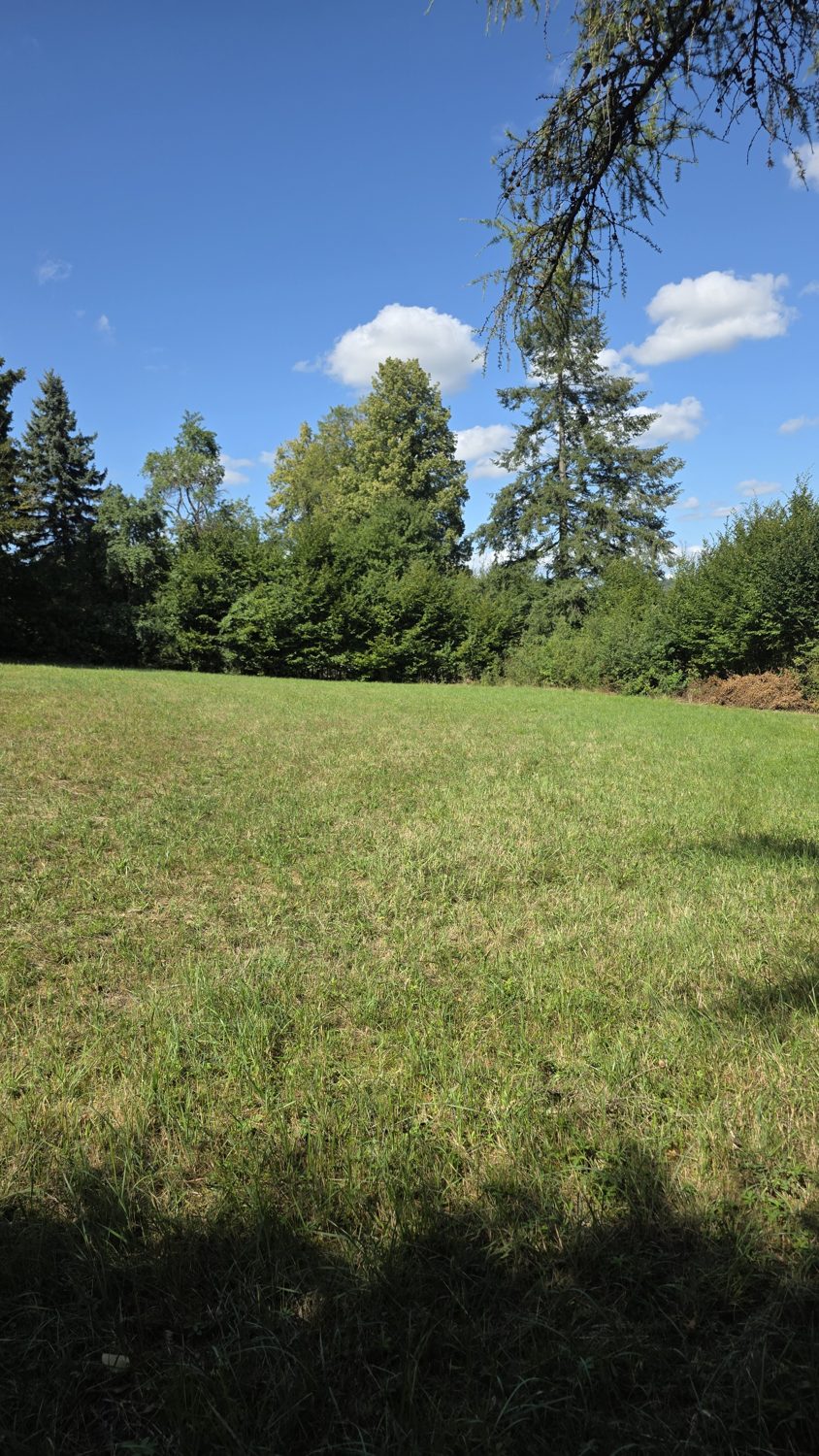 Wiese und Bäume, hochkant