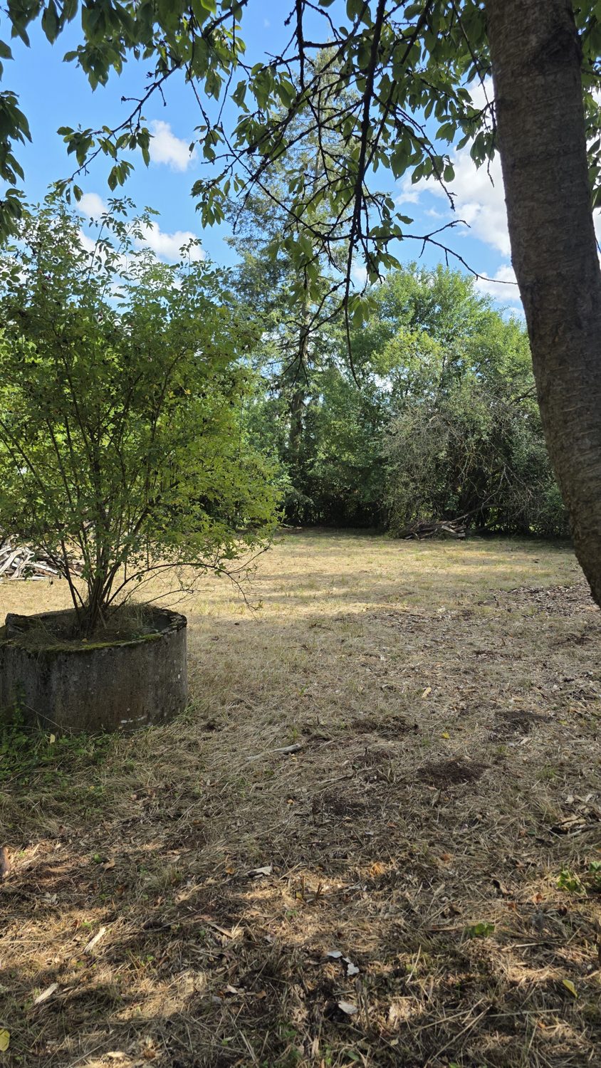 Junger Baum in einem Ring, dahinter alte Bäume