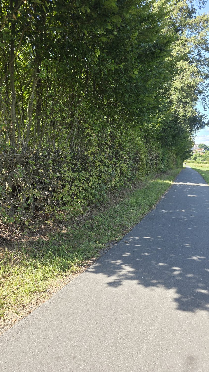 Radweg entlang der Hecke, hochkant