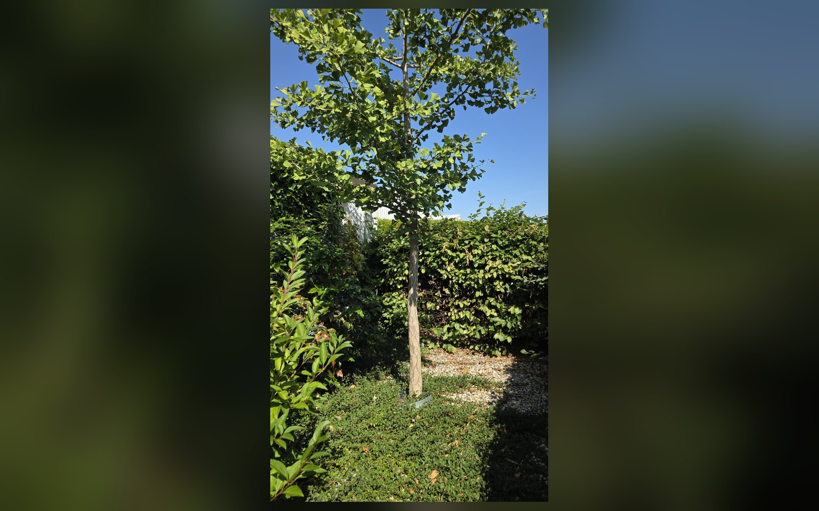 Garten mit Obstbumen