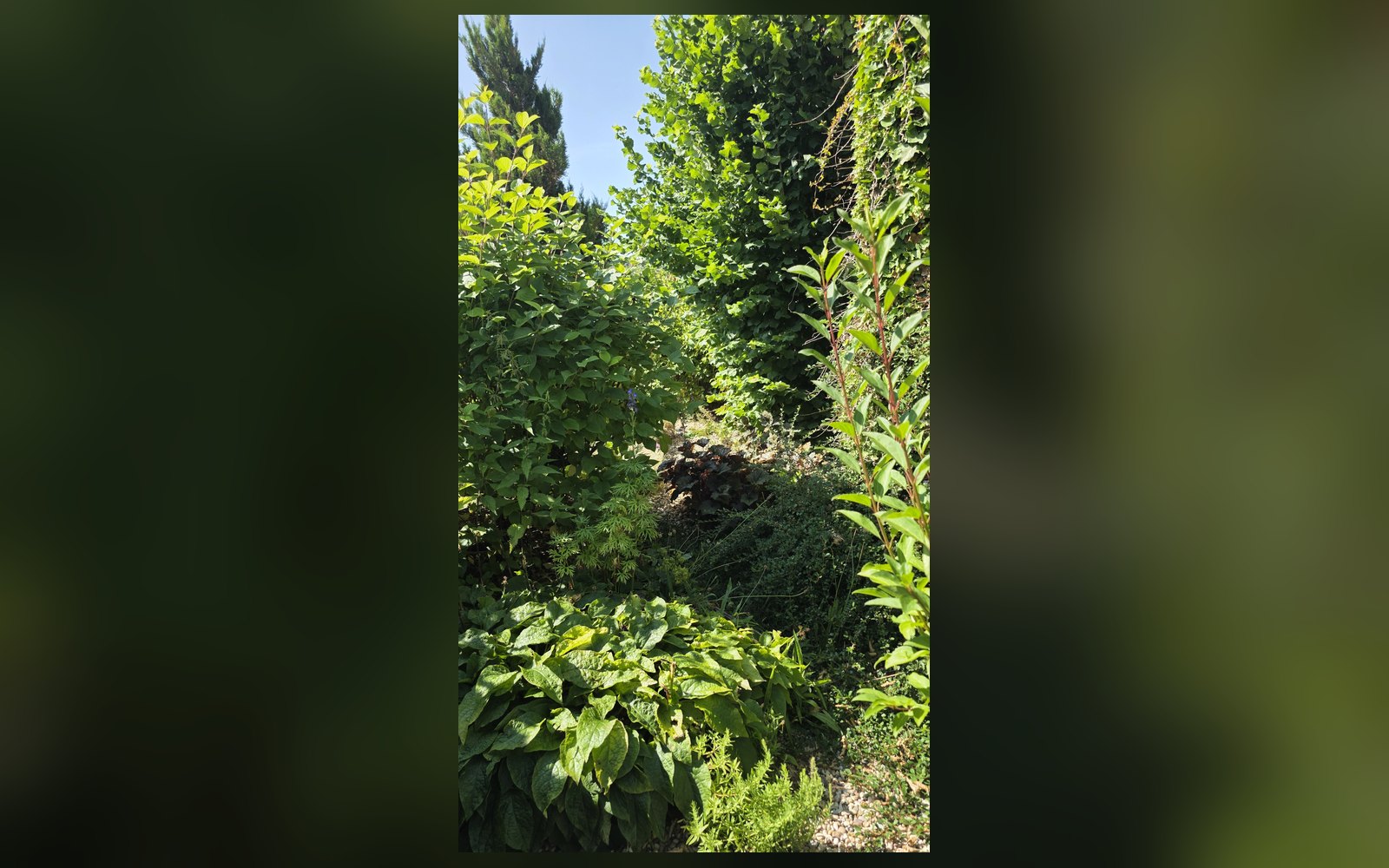 Garten